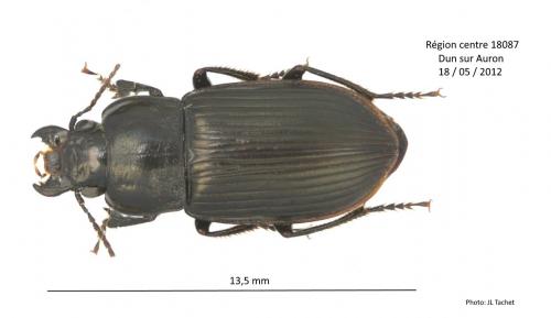 Anisodactylus signatus